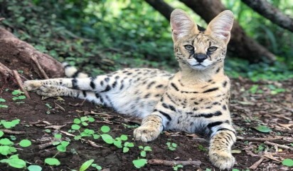 serval cat